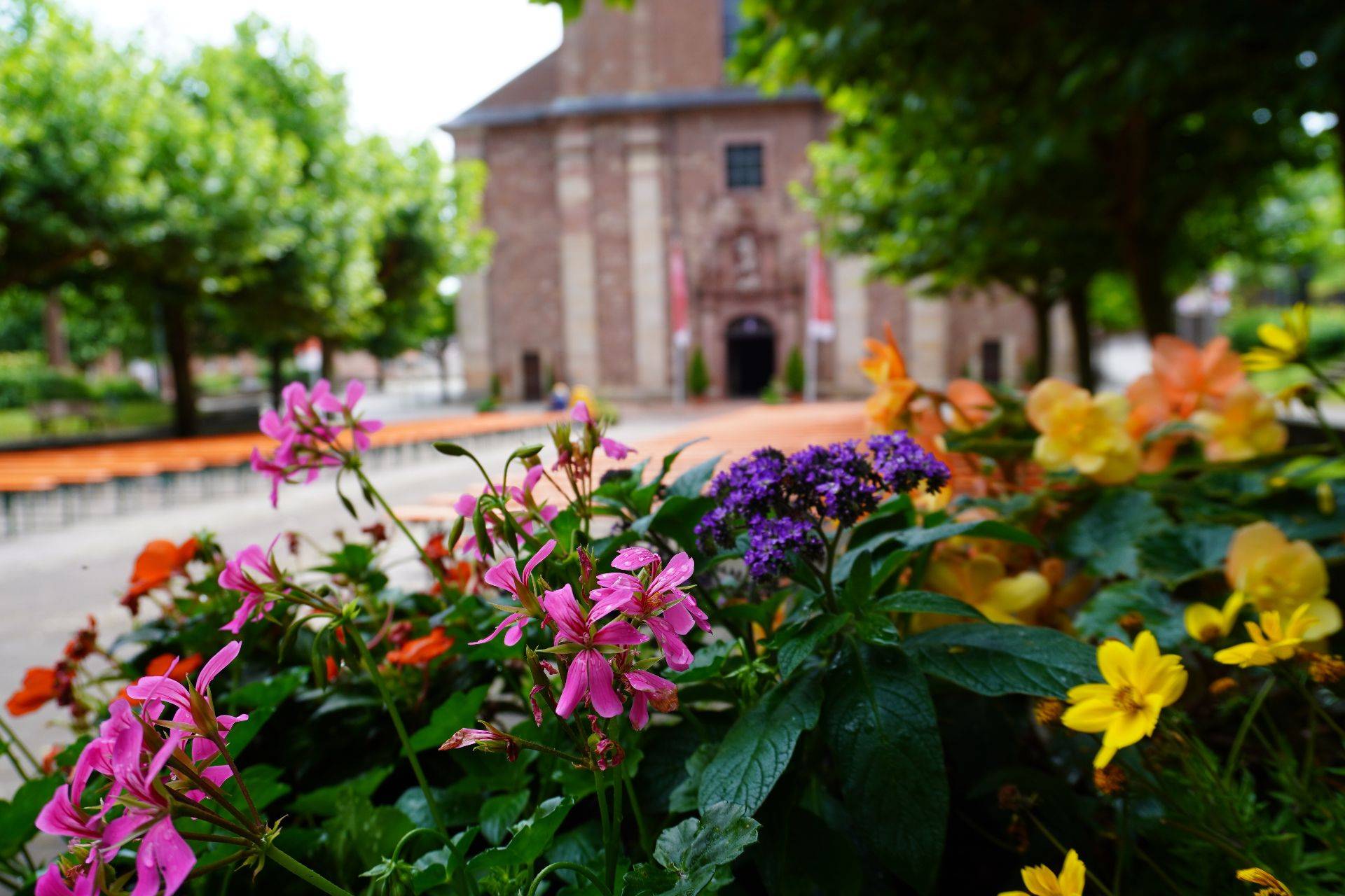 Quelle: Clemens Heffner, Walldürn Blumen auf dem Wallfahrtsplatz mit Blick auf die Wallfahrtsbasilika St.Georg Walldürn